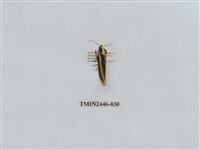 藏品(雙帶長苔蛾)的圖片